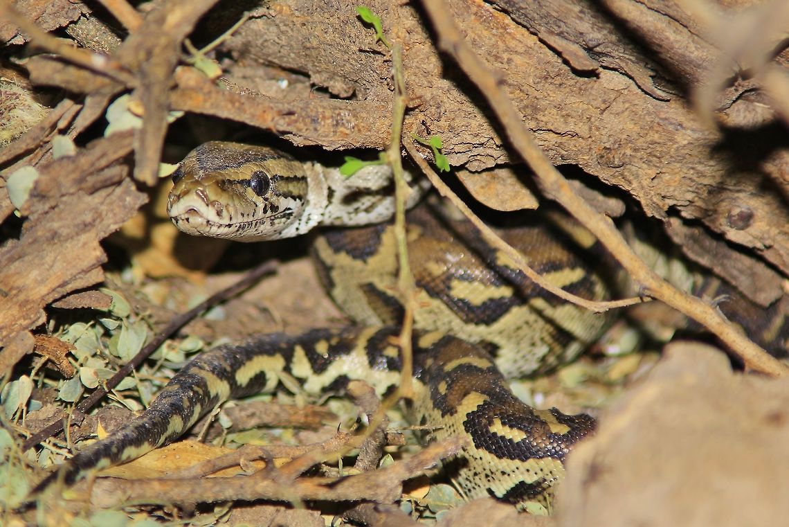 Rock Python - Sleepily out of Hibernation I will identify this species shortly, but for the time being, I will refer to it as a Rock Python.<br />
<br />
This species is highly protected in Southern Africa.  Its numbers has been reduced due to habitat loss and high demand as it is high in food value, especially among local tribes still living off the land and its resources. <br />
<br />
This specific guy was just waking up from hibernation as one can still see a vague "cap" over the eyes, rendering it not very clear.  <br />
<br />
This species can grow to be extremely large and long.  There is one I am still looking for on the Game Reserve that is well over 5 meters long.  Needless to say, the big ones can prey on various small antelope.  Young guys like this one photographed, will ambush mice, birds etc. Geotagged,Namibia,Python molurus,Python sebae,Winter,camouflage,color,coloration,constrictor,hibernation,hide,markings,pattern,protected,python,slow,snake,survive