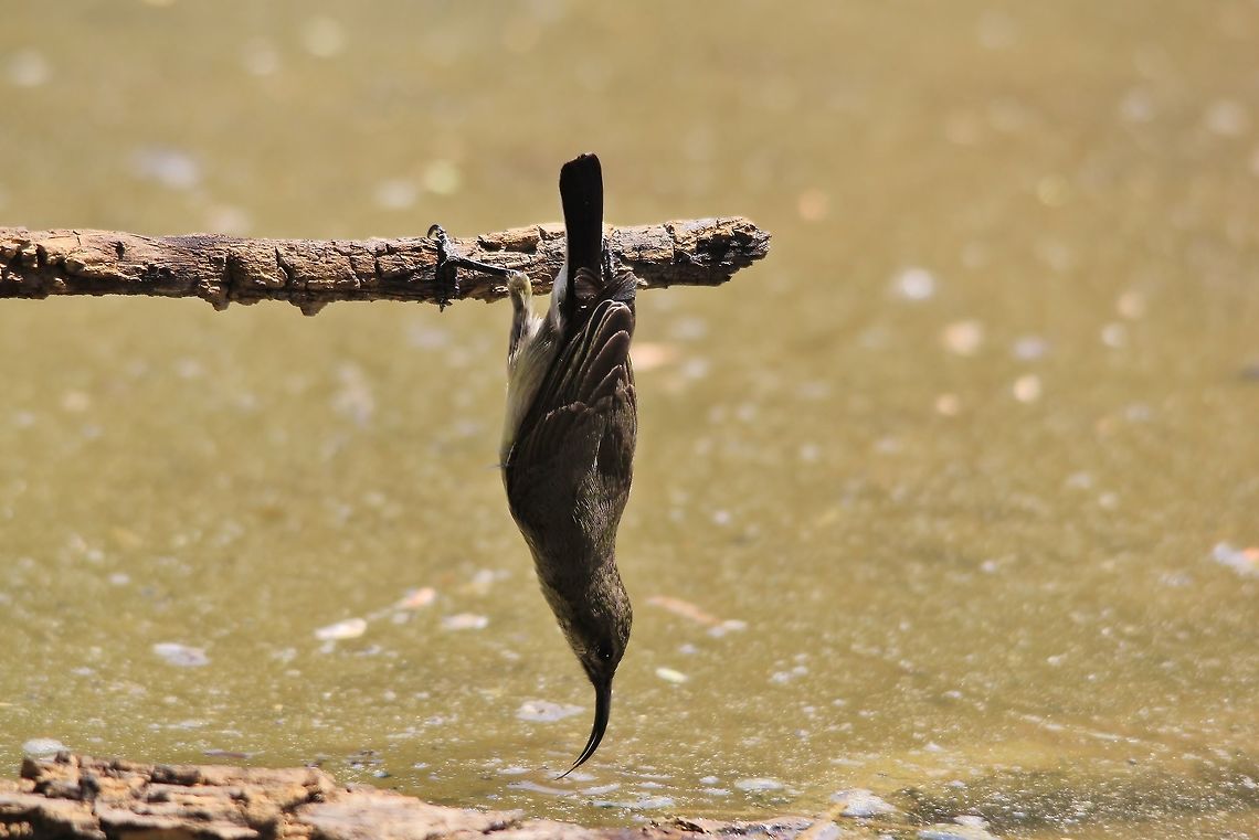 Marico Sunbird female - Agility and Dexterity A female Marico Sunbird leans from a dried branch in order to reach a pool of water. <br />
<br />
This is a typical African bushveld photograph, dull in color and basically lacking it as a whole.  There is a good reason for this.  To blend in with one&#039;s surroundings makes one invisible in many ways.  Camouflage.  A critical tool in survival and existence. <br />
<br />
This specific female is driven by thirst, that she will literally hang upside down, clinging on with only claw and foot, in order to quench her thirst.  And it is this desire for life that is beautiful ... dull in color or not.  Cinnyris mariquensis,Geotagged,Marico sunbird,Namibia,Spring,agile,avian,beautiful,bird,brown,dexterity,drink,dull,quench,thirst,water