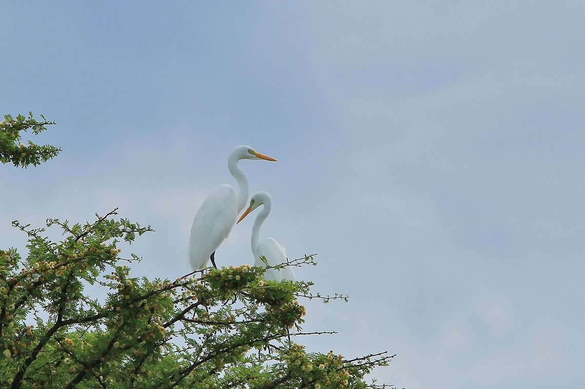 Intermediate Egret - Soft Tones of Nature A pair of Cattle Egret pose under a rather dark and mystic blue sky, perched on a Camel Thorn Tree as seen in the wilds of Namibia.<br />
<br />
This bird is common, following both water and animals.   Food of preference include frogs and ticks.  <br />
<br />
I could not but help to submit this image as the pair looks so graceful and attractive in their pose of contour and blue tones under a rainy sky.   Geotagged,Intermediate egret,Mesophoyx intermedia,Namibia,Spring,avian,beak,beautiful,bird,blue,curve,lovely,neck,pair,plumage,rainy sky,shape,sharp