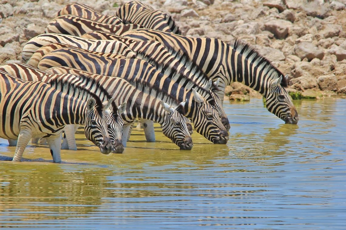 Burchell's Zebra - Life in Color A herd of Burchell&#039;s Zebra visit a watering hole in Etosha National Park.<br />
<br />
The iconic zebra patterns are there to confuse predators.  In between the black and white stripes, one can sometimes make out a third, brown stripe.  This is referred to as the &quot;Shadow Stripe&quot;.  Shadow stripes are mostly seen on the Burhcell&#039;s, and not so much on other sub-species such as the Mountain Zebra.  As many know, each zebra has a unique pattern of such stripes. <br />
<br />
I like this shot as it shows both horizontal and parallel stripes.  And the fact that life is endured through the most precious of natural resources ... Water.  Water is critical in the survival of nearly all species on earth, including the obvious, man himself.<br />
<br />
Watering holes are thus very social hot-spots within any area.  This is where it all comes together.  In the case of zebra, one herd at a time will come to drink.  While one herd is drinking, other &quot;new comer&quot; herds will patiently stand in the back and wait their turn.  This is called instinct.  Without having been told so by anyone, the zebra instinctively know to wait their turn.  Stallions and mares might get into a huge fight if all came out once.  <br />
<br />
 Burchells zebra,Equus quagga burchellii,Geotagged,Namibia,Summer,animal,beautiful,blue,camouflage,drink,lines,mammal,natural,stripes,thirst,water,wild,wildlife