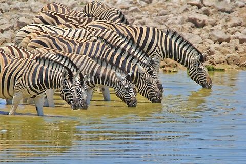 Burchell's Zebra - Life in Color A herd of Burchell's Zebra visit a watering hole in Etosha National Park.

The iconic zebra patterns are there to confuse predators.  In between the black and white stripes, one can sometimes make out a third, brown stripe.  This is referred to as the "Shadow Stripe".  Shadow stripes are mostly seen on the Burhcell's, and not so much on other sub-species such as the Mountain Zebra.  As many know, each zebra has a unique pattern of such stripes. 

I like this shot as it shows both horizontal and parallel stripes.  And the fact that life is endured through the most precious of natural resources ... Water.  Water is critical in the survival of nearly all species on earth, including the obvious, man himself.

Watering holes are thus very social hot-spots within any area.  This is where it all comes together.  In the case of zebra, one herd at a time will come to drink.  While one herd is drinking, other "new comer" herds will patiently stand in the back and wait their turn.  This is called instinct.  Without having been told so by anyone, the zebra instinctively know to wait their turn.  Stallions and mares might get into a huge fight if all came out once.  

 Burchells zebra,Equus quagga burchellii,Geotagged,Namibia,Summer,animal,beautiful,blue,camouflage,drink,lines,mammal,natural,stripes,thirst,water,wild,wildlife