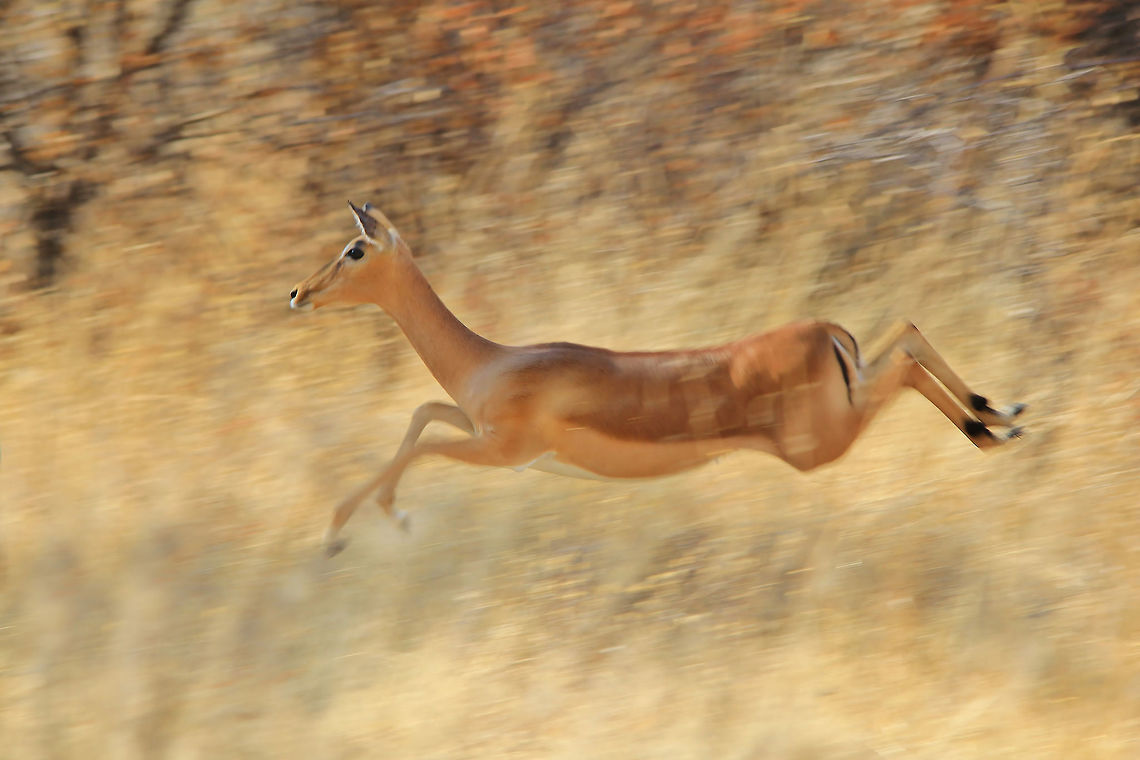 Common Impala - Flowing Blur of Speed A Common Impala ewe in full flight through typical savanna bush, as seen in the wilds of Namibia, southwestern Africa. <br />
<br />
The purpose of this photograph is to provide the sense of speed and motion, through blur and focus.  One can clearly see the length of stride and can easily assume that rather high speeds can be reached by this agile antelope.  What is always bemusing to me, is the fact that the hooves and lower legs are so small and tender in shape.  Basically, this antelope (and many others like this) must have extremely strong ankles and wrist joints.  To reach high speeds is one thing, but to be able to absorb impact with each stride is another.  As a whole, the creation and anatomy of wildlife (especially antelopes) is a miracle.  <br />
<br />
A small tip for photographers : Note that this shot was taken with an extremely slow shutter speed ( 1 / 99 sec. ).  When trying to photograph game (or birds) in flight, one has two choices.  Either freeze frame (high shutter speeds of over 800) or deliberate blur while keeping camera on motion (slow shutter speeds of lower than 100).  I like both, and each has its role, advantages, disadvantages and availability depending on various other factors, such as light availability for example.  <br />
<br />
For the slow shutter speed motion shot (like this Impala), one has to keep focus on the subject while following it (basically your reaction must match the speed of motion by the subject), while at the same time pressing the shutter and remaining focused on the subject while the camera completes its process of capturing the image.   Aepyceros melampus,Geotagged,Impala,Namibia,Winter,agile,animal,antelope,beautiful,black,blur,brown,color,ewe,fantastic,magnificent,mammal,markings,motion,orange