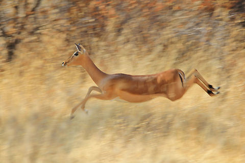 Common Impala - Flowing Blur of Speed A Common Impala ewe in full flight through typical savanna bush, as seen in the wilds of Namibia, southwestern Africa. 

The purpose of this photograph is to provide the sense of speed and motion, through blur and focus.  One can clearly see the length of stride and can easily assume that rather high speeds can be reached by this agile antelope.  What is always bemusing to me, is the fact that the hooves and lower legs are so small and tender in shape.  Basically, this antelope (and many others like this) must have extremely strong ankles and wrist joints.  To reach high speeds is one thing, but to be able to absorb impact with each stride is another.  As a whole, the creation and anatomy of wildlife (especially antelopes) is a miracle.  

A small tip for photographers : Note that this shot was taken with an extremely slow shutter speed ( 1 / 99 sec. ).  When trying to photograph game (or birds) in flight, one has two choices.  Either freeze frame (high shutter speeds of over 800) or deliberate blur while keeping camera on motion (slow shutter speeds of lower than 100).  I like both, and each has its role, advantages, disadvantages and availability depending on various other factors, such as light availability for example.  

For the slow shutter speed motion shot (like this Impala), one has to keep focus on the subject while following it (basically your reaction must match the speed of motion by the subject), while at the same time pressing the shutter and remaining focused on the subject while the camera completes its process of capturing the image.   Aepyceros melampus,Geotagged,Impala,Namibia,Winter,agile,animal,antelope,beautiful,black,blur,brown,color,ewe,fantastic,magnificent,mammal,markings,motion,orange