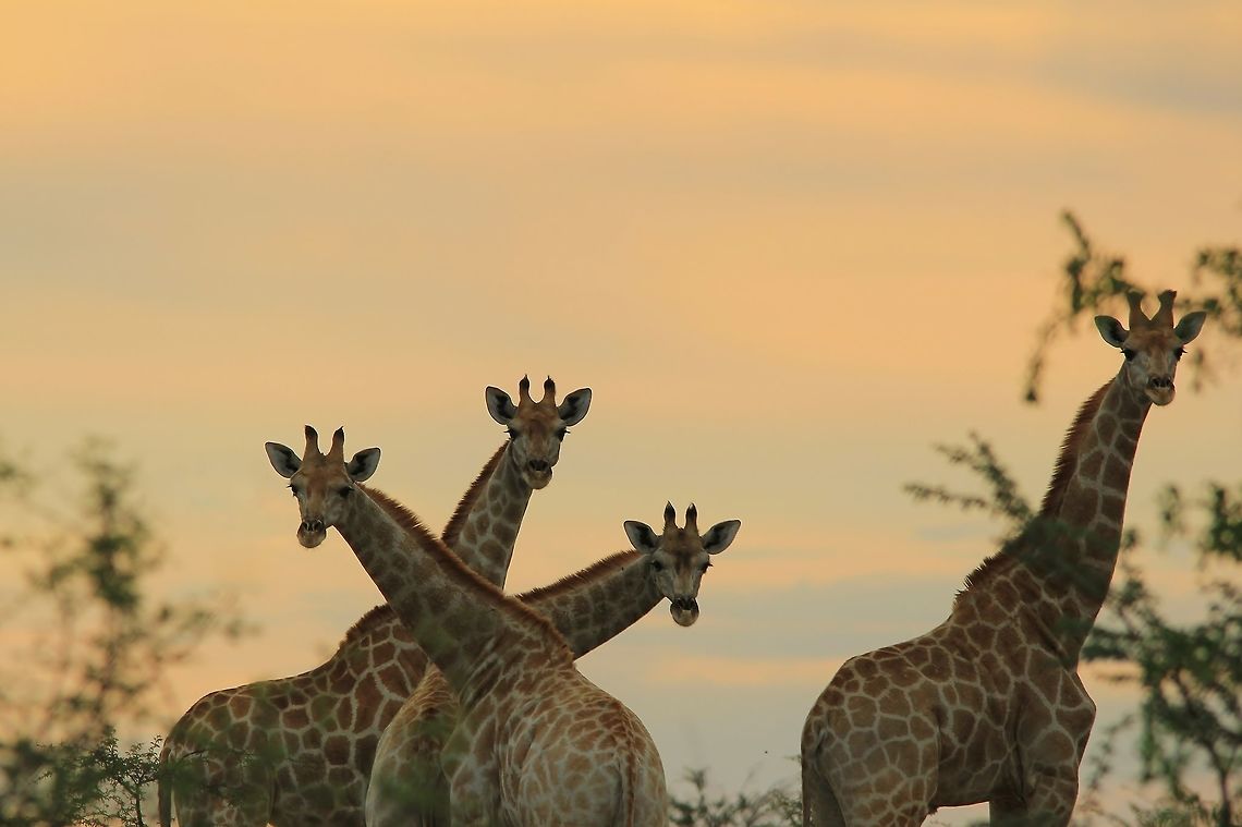 Giraffe - Natural Symbols A trio of Giraffe pose in a fabled god-like manner, in all essence, representing the curiosity of wildlife.  <br />
<br />
For what its worth, the three-headed group consist of all females, with a young bull standing off on his own.  Here one can clearly see the difference in horn comparison, shape and size.  The females having longer, slender and thin horns, while the bull has thicker, broader horns.<br />
<br />
Giraffes have adapted to eating young fresh leaves off the top of trees, thus the long neck.  In areas where Giraffe overpopulate an area, the shape of trees will quickly show one that there are too many (the trees will have a very flat top, almost like a table top).  <br />
<br />
Personally I love to photograph Giraffes, especially in silhouette.  They are iconic, just like the Zebra and Elephant.   Geotagged,Giraffa camelopardalis,Giraffe,Namibia,Spring,animal,beautiful,browser,free,gorgeous,herd,horns,iconic,innocent,magnificent,majestic,mammal,mythical,neck,shape