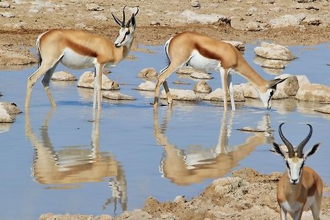Springbok - Masterpieces of the Desert Springbok antelope visit a blue pool of water on the edge of the salt pans, as seen in the Etosha National Park. 

This gracious antelope is adapted to the harsh desert environments, and in an area where the eye sees little life (but actually there is a lot of life not seen), they do appear as absolute Masterpieces from Nature.  In this photo, an ewe to the far left.  In front of her a young ram, with a full adult ram staring into the lens (in blur).

I love this photo as the colors blend in wonderfully, reflections and all.  Vivid and bright as can be (for the desert).  Etosha National Park has a huge open salt plain where no vegetation grows.  During periods of heavy rain, this pan fills up and draws in millions of birds (including rare species such as the Blue Crane).  And so the name Etosha Pan came to be (salt pan).  

This specific park has close to 400 000 resident Springbok, an icon of desert surroundings and of this park.  Not only are Springbok true survivors, they are also superbly gracious and beautiful to the core.  Antidorcas marsupialis,Geotagged,Namibia,Springbok,Summer,antelope,beautiful,blue,brown,color,desert,environment,ewe,free,gracious,hardy,horns,markings,ram,reflection