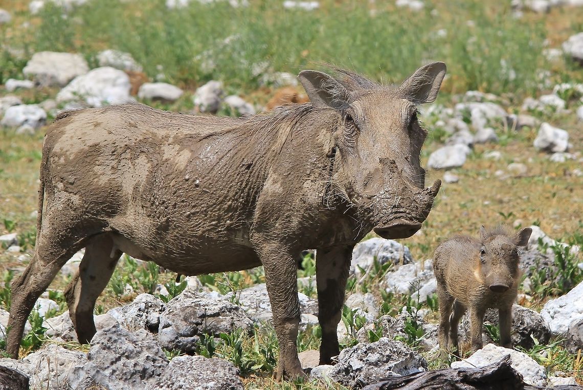Warthog - As cute as can be A mother Warthog poses proudly with her piglet.  <br />
<br />
A sow Warthog only has 4 nipples (teets), and thus can only effectively raise 4 piglets at once.  It is not rare to see a female with more than 4 piglets ... but it is realistic to assume that not all will survive.<br />
<br />
I guess this is the cutest shot one will get of a Warthog ... they are not the prettiest things alive.  Also, as a defensive mechanism, they will enter a burrow with their hind quarters first (facing towards the opening of the hole with their faces and tusks).   Desert warthog,Geotagged,Namibia,Phacochoerus aethiopicus,Phacochoerus africanus,Summer,Warthog,adorable,animal,baby animal,black,color,cute,grey,mammal,piglet,snout,tusks,vulnerable,wild
