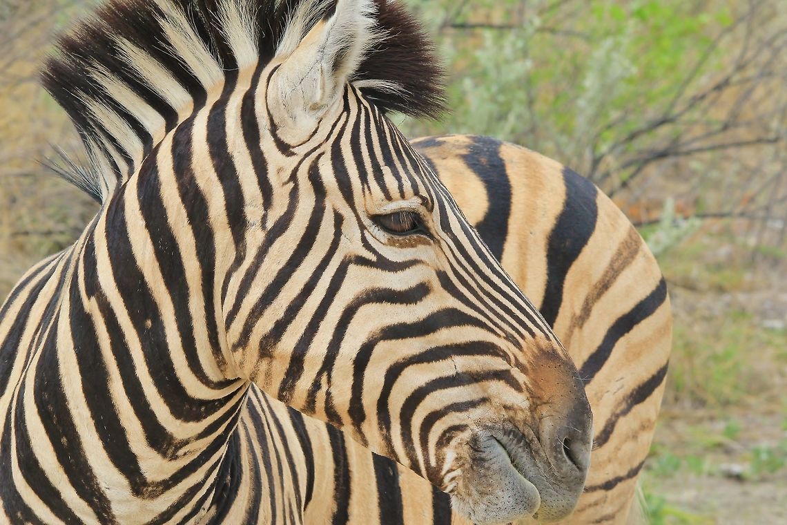 Plains Zebra - Grinning Stripes A Burchell&#039;s Zebra (Plains Zebra) stallion in apparent grin mode.  Actually, he was busy chewing cut, but his expression was to adorable not to photograph.  <br />
<br />
A stallion will be dominant over his herd, yet he will not rule it.  A mare (probably one of the oldest ones) will rule the family.  But the stallion will defend the group from predators, other stallions and any other threat that might arrive. <br />
 Burchells zebra,Equus quagga burchellii,Geotagged,Namibia,Summer,animal,beautiful,camouflage,chew,fantastic,funny,humor,lines,lips,mammal,markings,mouth,pattern,stripes,wild