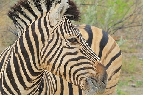 Plains Zebra - Grinning Stripes A Burchell's Zebra (Plains Zebra) stallion in apparent grin mode.  Actually, he was busy chewing cut, but his expression was to adorable not to photograph.  

A stallion will be dominant over his herd, yet he will not rule it.  A mare (probably one of the oldest ones) will rule the family.  But the stallion will defend the group from predators, other stallions and any other threat that might arrive. 
 Burchells zebra,Equus quagga burchellii,Geotagged,Namibia,Summer,animal,beautiful,camouflage,chew,fantastic,funny,humor,lines,lips,mammal,markings,mouth,pattern,stripes,wild