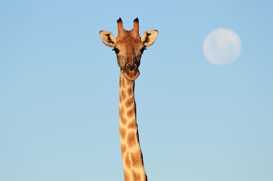 Giraffe - Comparing beauty with the Moon An adult Giraffe cow poses for a picture with a rising full moon behind her.  This is the beauty of Nature and her Wildlife.  When the effects of nature come together, a simple photograph represent so much more than just an animal.  It all works in unison.  A circle of life that continues never-ending.  It all works together. <br />
<br />
To the end of days, I am but just an observer of magic unfolding on a secondly basis.  <br />
<br />
Dedicated to all that Jungle Dragon stands for !!! Fall,Geotagged,Giraffa camelopardalis,Giraffe,Namibia,animal,beautiful,blue,color,cow,fantastic,full moon,gorgeous,icon,innocent,inspire,magnificent,majestic,mammal,moon