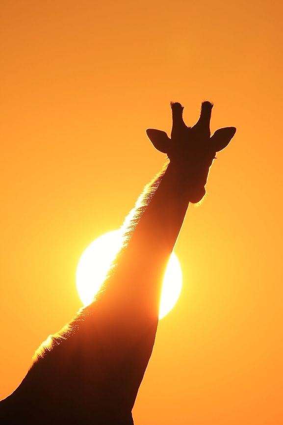 Giraffe Silhouette - Golden Life A sub-adult Giraffe bull silhouette against a brilliant, golden sunset sky.  <br />
<br />
As we all know, the Sun represents life, as do Water and all the other elements that create Nature in life never-ending.  Even if we doubt it, life will find a way through adversity and challenges aplenty.  <br />
<br />
This photograph is of my favorite &quot;silhouette&quot; animal, the Giraffe.  Not to be confused with anything else, the iconic long neck and pose is, and will remain, classic.   Geotagged,Giraffa camelopardalis,Giraffe,Namibia,Winter,animal,antelope,beautiful,dusk,fantastic,gold,golden,horns,icon,iconic,inspire,magnificent,majestic,mammal,neck