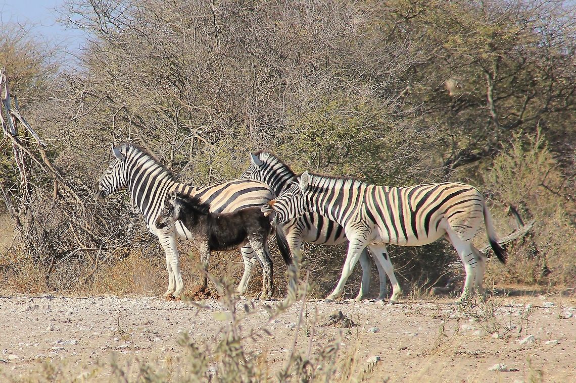 Burchell's Zebra - The Odd One Well, this photograph is pretty descriptive in itself.  Oddities within Nature and the Animal Kingdom does occur.  Scientists have a thousand theories and &quot;solutions&quot;, but ultimately these &quot;odd&quot; animals stand out.  <br />
<br />
Here a black foal is photographed within her herd, with an adult mare &quot;laughing&quot; at her uniqueness.  This is not the case though, as a family will never &quot;laugh&quot; or mock with any member of their own.  As a matter of fact, it is only man that will mock his own and other species.  <br />
<br />
Unique alterations in color and pattern is not common, and this shot beautifies how we are all different ... even within the Animal Kingdom.  Still, part of a family, this foal does not know better or that she is any different to those around her.  Her mother is still her mother.   Africa,Burchells zebra,Equus quagga burchellii,Namibia,albino,animal,beautiful,funny,gorgeous,icon,iconic,mammal,markings,pattern,strange,super,unique,weird,wild,wildlife