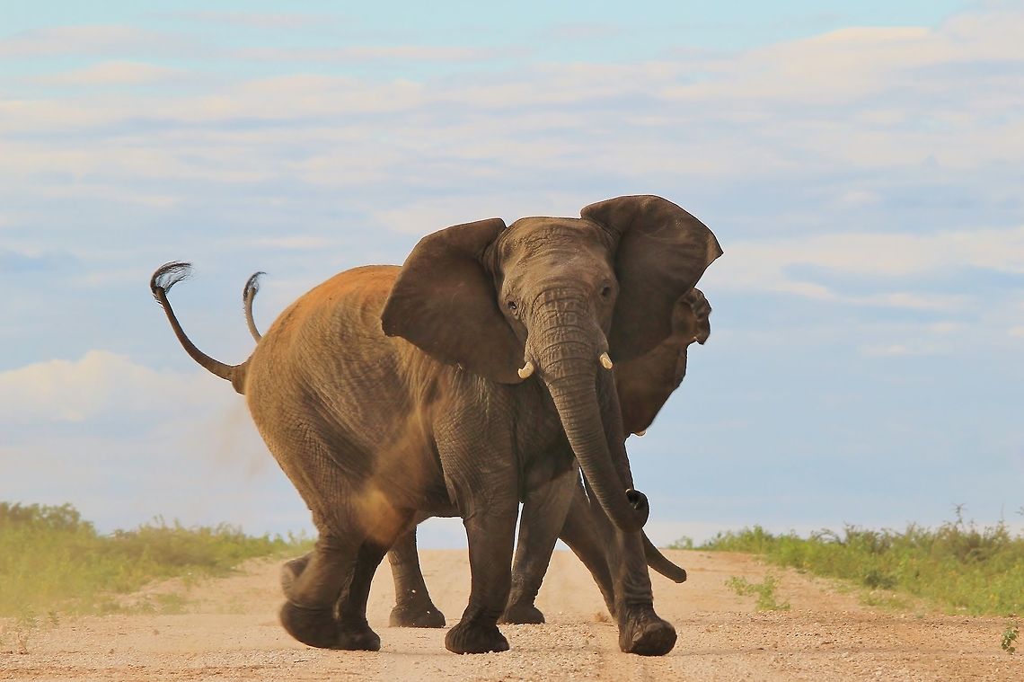 African Elephant - Survival through Power This photograph shows a very angry African Elephant cow.  This herd (part of) was crossing a road when I came along.  This cow was obviously not impressed with me and is displaying typical aggression and intimidation.  When their tails are up like this, they represent the Warthog in many ways.  Angry, alert, not happy ... did I mention Angry.  <br />
<br />
Also, when an Elephant wants to impress its dominance,  it will spread its ears and lift its head (like on this photograph) so as to make it look larger and more intimidating.   Many insect and reptile species does the same.  <br />
<br />
This cow has nothing in common to a Warthog, an insect nor a reptile.  She is a mother.  And her calf is a little distance in front of her.  Confused by my arrival, the calf somehow got confused and ran alongside another cow, still family though.<br />
<br />
This cow, this mother photographed, is following her instincts true and wonderful.  Be it a bug, a hog, a reptile or the wisest of them all ... a mother remains true to her offspring, willing to protect it at all costs ... even at the cost of life itself.  And that is what makes this image wonderful to me ... not that my life was potentially at risk, but rather that this mother would defend her young at all costs.   Africa,African bush elephant,Geotagged,Loxodonta africana,Namibia,Summer,aggression,anger,angry,animal,cow,dominate,icon,ivory,magnificent,majestic,mammal,mother,pachyderm,splendor