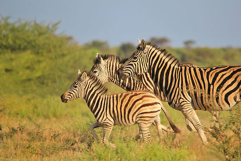 Burchell's Zebra - Striped Speed Burchell's Zebra at full gallop across an open field, as seen in the wilds of Namibia, southwestern Africa. 

Under normal circumstances, an old mare will lead the herd, with the stallion (there is only one dominant male) way at the back.  The stallion will want to "defend" the herd while an older female will use her wisdom to "save" the herd through experience. 

In this case, a foal was leading the herd.  Not normal, but very applicable to all life forms.   Burchells zebra,Equus quagga burchellii,Namibia,animal,beautiful,black,camouflage,field,foal,free,freedom,herd,icon,lines,mammal,markings,motion,nature,pattern,quick