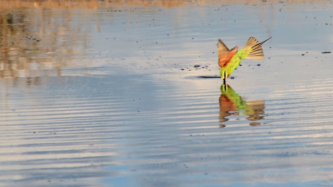 Bee-eater - Timing is everything A Green Bee-eater swoops down for a drink of water.<br />
<br />
I will be the first to admit that this is hardly a good photograph, but my intend is otherwise.  Here one can see the agility of this bird.  Flying at rather high speeds, it will dip down with its beak open scooping up water, while in flight.  This has a lot of hazards as the speed of motion and the drastic weight increase (open beak, scooping up water) will alter the bird&#039;s energy and momentum.  Where is Albert Einstein when you need him ?  He would explain it better.  An idiot&#039;s perspective is this :  Drive at full speed down the highway, then pull the handbrake and see what happens.  In order to survive and succeed in such sudden change of direction and drag, there needs to be extreme flexibility involved.  And all in all, this photograph is there to try and demonstrate this (with tail feathers fanned out to reduce speed and direct motion).     Geotagged,Green bee-eater,Merops orientalis,Namibia,Summer,agile,avian,beautiful,bird,fantastic,green,icon,impress,motion,nature,plumage,speed,splendor,water,wonder