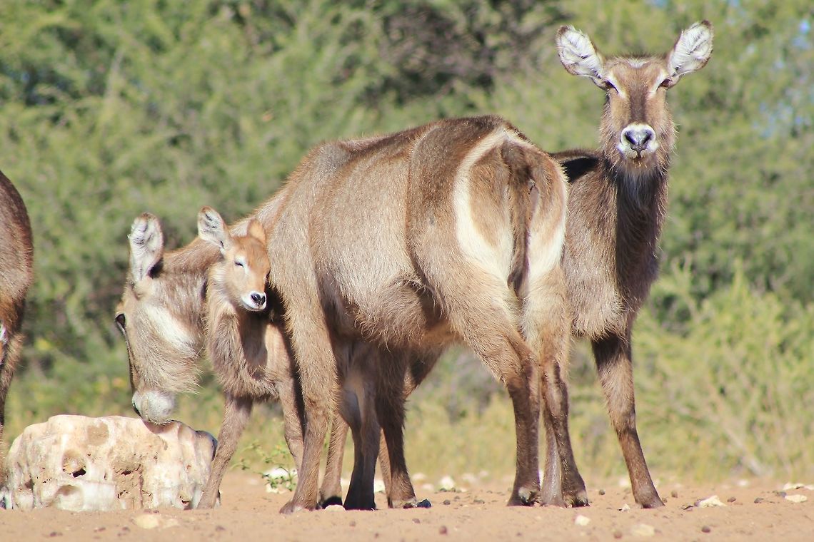 Waterbuck - All I need is Love A Waterbuck calf rubs against it&#039;s mother in a very loving manner.<br />
<br />
This adult cow is licking Salt Rock ... sodium chloride.  It is of very little nutritional value, but is widely accepted as &quot;pleasing&quot; and &quot;tasteful&quot; to wildlife.  Here, in a social setting, the cow clearly expresses her love of the salt ... while her calf expresses its love of its mother.  <br />
<br />
Multiple meanings in this photograph.  Once upon a time, long ago, wars were fought over salt.  A necessity and tasty supplement that man could not go without.  So too for wildlife, although they won&#039;t kill each other over it.<br />
<br />
Secondary, and most importantly, the calf loving its mother.  This is so magnificent.  For all that it is worth, this baby animal loves its mother more than all the salt in the world.  And that speaks volumes of what the relationship is like within the Animal Kingdom.  Africa,Fall,Geotagged,Kobus ellipsiprymnus,Namibia,Waterbuck,adorable,affection,animal,beautiful,calf,cute,dependent,emotion,fantastic,joy,love,lovely,magnificent,majestic