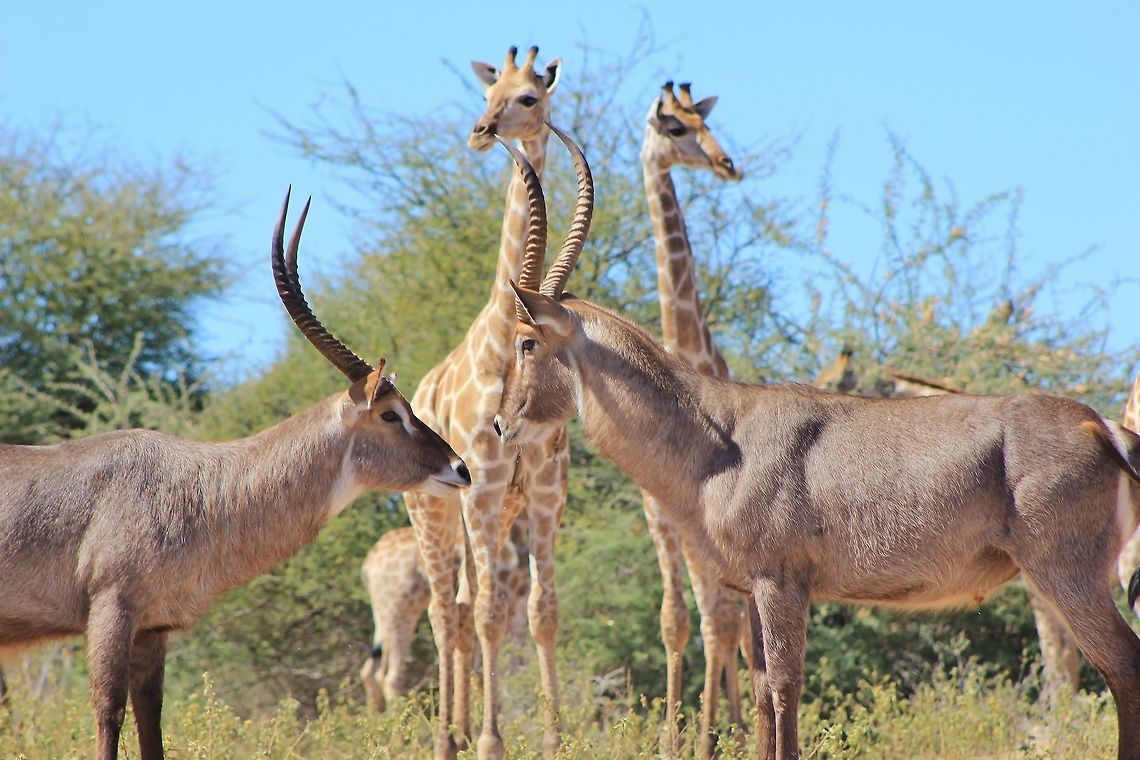 Waterbuck - Looking the other way A pair of Waterbuck bulls are about to engage into a territorial and dominance fight, while Giraffes look on (and into the other direction).  <br />
<br />
Animal antics are gorgeously innocent.  Instead of observing a hormonal display of power, the Giraffes are rather looking for the more dangerous threats, of lesser disturbance and or violence.  It is the quiet, silent one that will kill in the wilds.   Africa,Fall,Geotagged,Kobus ellipsiprymnus,Namibia,Waterbuck,aggression,anger,beautiful,bull,dominate,fantastic,fight,giraffe,horns,impress,magnificent,majestic,splendor,striking