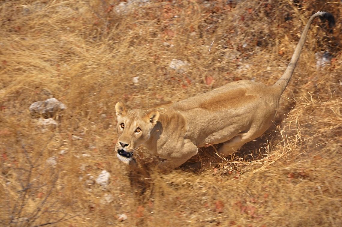 Lioness - African Queen This photograph was taken by Pietie Beytell, Chief Conservation Scientist within Namibia.  Also, the copyright and all other relevant rights of this image is reserved by the Namibian Government, under the Ministry of Environment and Tourism, Directorate of Scientific Services.  This image may not be used, copied or altered in any way.  <br />
<br />
The copyright terms and photograph as described above, is a rare opportunity for Jungle Dragon to enter into the arena of National Conservation (Government).  Please do not abuse or miss-use this privilege.  <br />
<br />
This specific lioness was photographed from a helicopter by conservation scientists within Namibia.  They were conducting an annual &quot;block count&quot; by air, determining population dynamics and densities.  When they spotted this lioness, they noticed that she had very small cubs with her.  At that moment the lioness had enough of the intrusion and noise, and she lunged at the helicopter.  This shows the determination and absolute lack of fear that these gracious predators hold.  They absolutely believe that their power is strong enough to conquer anything ... even a strange and noisy machine that hangs in the air.  <br />
<br />
The African Lion&#039;s gene pool is shrinking at an alarming rate, which in turns increases vulnerability to disease and subsequent fatalities.  The Etosha National Park Lions have a very rare and valuable trait.  They are &quot;cat HIV&quot; immune.  Yes, hard to believe, but lions do get and have HIV, specific to their species.  Being immune to this deadly strain, the Etosha Lions are an absolute treasure to the country and its conservation efforts.  In the past, some of these lions were &quot;traded&quot; with neighboring countries.  1 Lion would be traded for 8 White Rhino.  This gives an idea of its value.  <br />
<br />
This photo will be listed under the Wildlife Stories forum ... For the Love of Lions.   Geotagged,Lion,Namibia,Panthera leo,Spring,angry,beautiful,color,determination,fantastic,focus,golden,lioness,park,protected,splendor,wonder