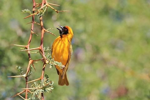 Southern Masked Weaver - It's a Thorny business A Southern Masked Weaver male in full breeding plumage, clinging onto a Camel-thorn tree branch with its thorns as sharp as the bird's feathers.  

However, these thorns make for perfect latches and construction points ... basically the foundation of the future nest.  The male Weaver will spin grass leaves around various thorns, effectively weaving a nest from it (hence the name).  

I have sat for hours watching these guys during the breeding season.  At first the males will all fly away, intimidated by human presence.  After about 10 minutes or so, they will return and continue with their work ... pretending that you do not exist.  So great is their instinct to build nests.   Geotagged,Namibia,Ploceus velatus,Southern masked weaver,Spring,avian,beautiful,bird,color,golden,green,plumage,sharp,thorns,tree,yellow