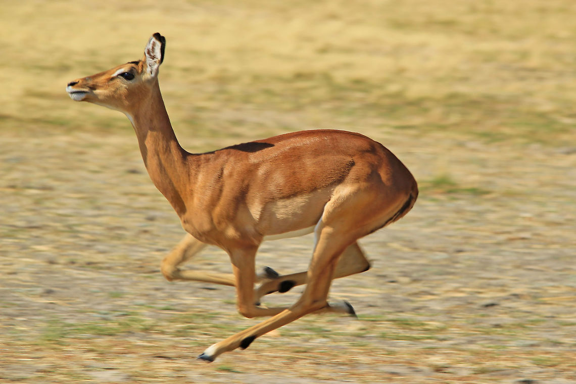 Common Impala - Muscles and Motion A Common Impala ewe at full speed, showing off her muscles. <br />
<br />
Instinct is a wonderful thing.  The &quot;flight or fight&quot; distance varies from species to species.  As is normal with the quicker antelope species, the flight distance tends to much further away than that, for example, of an Elephant or Rhino (besides the fact that the Elephant and Rhino count on their strength as a defensive mechanism).<br />
<br />
I got this shot off when I found a herd of Impala grazing off to one side, and this female was &quot;separated&quot; off to another side.  I knew she would want to join the rest of her herd, and got ready for a running shot.  <br />
 Aepyceros melampus,Geotagged,Impala,Namibia,Winter,action,animal,motion,muscles,quick,speed,wild,wildlife