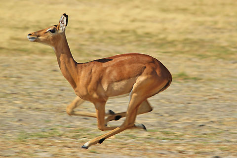 Common Impala - Muscles and Motion A Common Impala ewe at full speed, showing off her muscles. 

Instinct is a wonderful thing.  The "flight or fight" distance varies from species to species.  As is normal with the quicker antelope species, the flight distance tends to much further away than that, for example, of an Elephant or Rhino (besides the fact that the Elephant and Rhino count on their strength as a defensive mechanism).

I got this shot off when I found a herd of Impala grazing off to one side, and this female was "separated" off to another side.  I knew she would want to join the rest of her herd, and got ready for a running shot.  
 Aepyceros melampus,Geotagged,Impala,Namibia,Winter,action,animal,motion,muscles,quick,speed,wild,wildlife