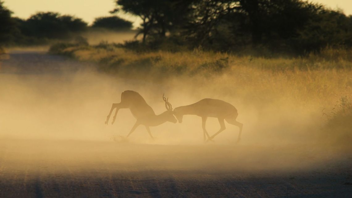 Common Impala - Fighting Rams A pair of Common Impala rams fight it out over territorial and dominance rights.  <br />
<br />
These rams did not even notice me ... their horns made a loud clap every time they collided.  Focused and determined, I managed to get closer and closer until I got this shot.  Again, the dust against a setting sun makes for a wonderful silhouette photograph.  As you can see, these guys put everything they have into the fight.    Aepyceros melampus,Fall,Geotagged,Impala,Namibia,anger,beautiful,display,dominate,dust,fantastic,fight,horns,magnificent,ram,splendor,sunset,territorial,wonder