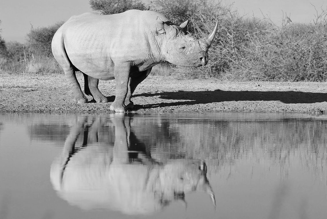 Black Rhino, in Black and White A Rare and Endangered Black Rhino bull shows off at a watering hole, his reflection crisp and beautiful. <br />
<br />
I am not sure about the use of Monochrome when it comes to photography, but I thought I would try it as I have photographed this specific bull so many times before.  It certainly does give &quot;age&quot; and &quot;classic&quot; attributes to the photograph, focusing mostly on shadows and contrasts.   So in this case, with his reflection so great, I thought I would give black and white a shot ... besides the fact that this is a Black Rhino.  <br />
<br />
Please note I have geo-tagged this bull at Windhoek, the capital city of Namibia ... but he was not photographed there.  His location will be a secret.   Black rhinoceros,Diceros bicornis,Namibia,animal,beautiful,endangered,fantastic,grace,harmony,horn,icon,iconic,magnificent,majestic,mammal,monochrome,pachyderm,powerful,protected,rare