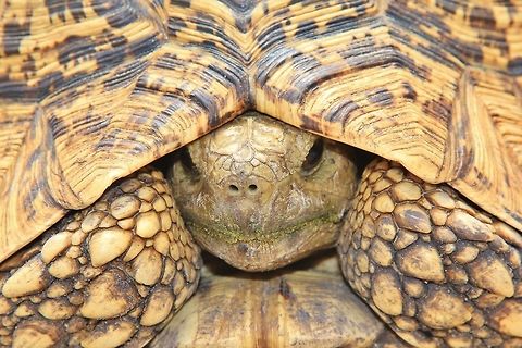 Leopard Tortoise - Survivor A close-up view of a Leopard Tortoise.  

This specific species is the largest in Southern Africa.  It is tough, hardy and a true survivor.  The young are readily eaten by Jackals, Eagles, Monitor lizards and such (as their shells are still soft).  So for a big adult to make it to weights of around 10 kg, you can admire the many attempts on its life it had survived.  Clearly the hard shell and scales are used in defensive.  But it also does make a loud hissing sound when confronted.  

The best time to spot these guys is during the mating season ... during the rainy season in Southern Africa (January to April).   Geotagged,Leopard tortoise,Namibia,Spring,Stigmochelys pardalis