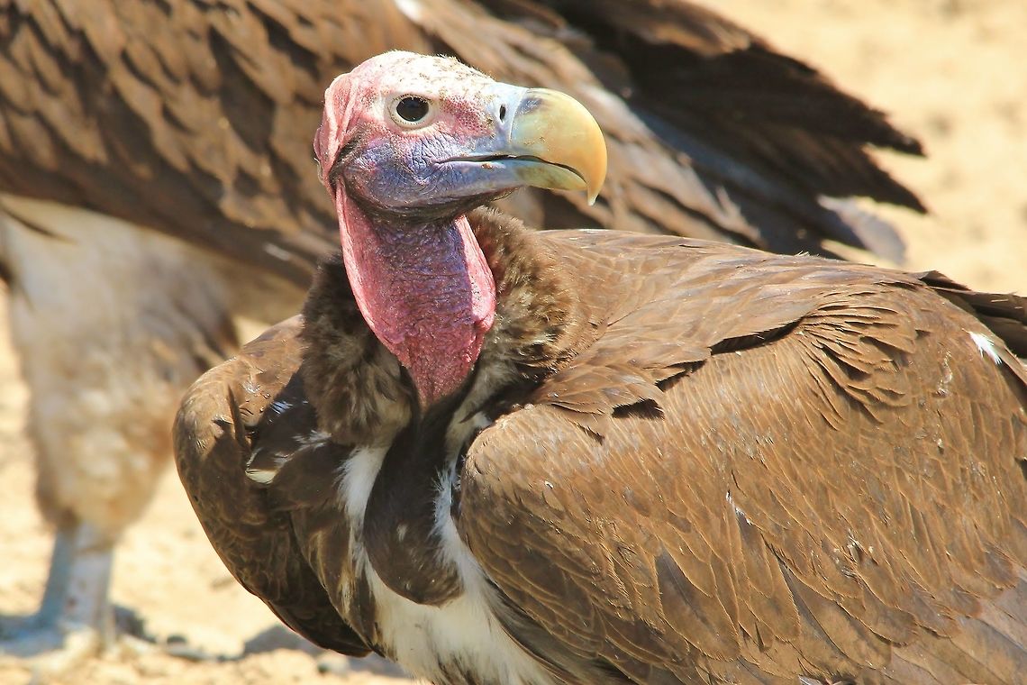 Lappet-faced Vulture - The Beak An adult Lappet-faced Vulture close-up.  It is clear to see how this bird is a super raptor, with a beak like that, nothing will keep it from taking its share.  <br />
<br />
These vultures are not common, and their size is impressive.  I used my normal technique to capture this &quot;not pretty&quot; raptor.  I sat at a watering hole for the whole day.  All raptors and scavengers will come to water, eventually.  It is a game of patience rewarded.  And as is normal with eagles, these guys normally come when the light is at its worse ... mid day.   Geotagged,Lappet-faced Vulture,Namibia,Spring,Torgos tracheliotos,beak,bird,feathers,markings,nature,outdoors,plumage,scavenger,wild,wildlife