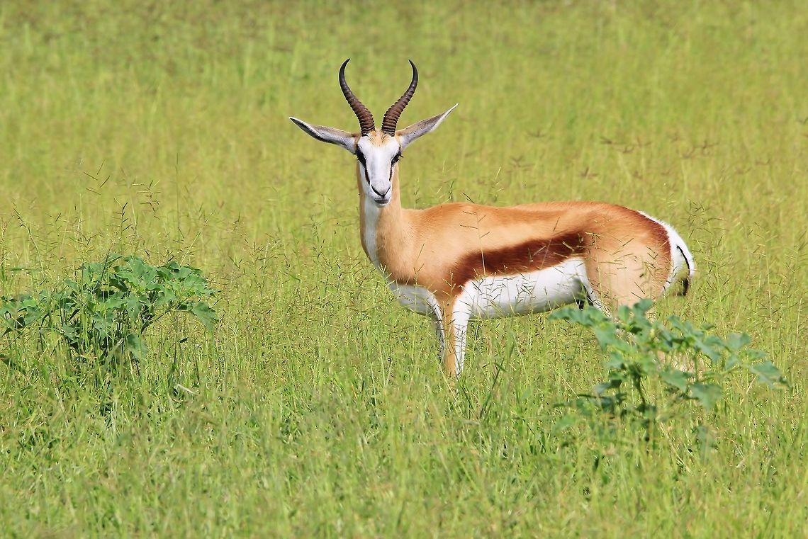 Springbok - South African Icon This drought-resistant antelope represents the South African Rugby team.  It is tough, hardy and beautiful.  Here a ram is pictured standing in a green grass field, not a common sight for this species. <br />
<br />
The Springbok is adaptable, like absolutely everything else on this great world of Nature.  It is a species that always seem &quot;proud&quot;, and inspires beauty.  This guy is a ram.  The female&#039;s horns are much, much thinner and finer.  Although he is not fully grown (his horns should point forward all the way), this ram is already guarding his own territory.  Magnificent he is.   Antidorcas marsupialis,Geotagged,Namibia,Springbok,Summer,animal,antelope,beautiful,display,fantastic,field,grass,horns,icon,magnificent,markings,proud,ram,splendor,wild