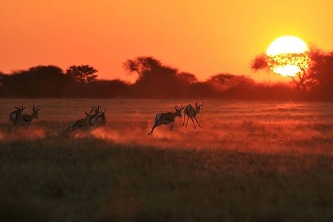 Springbok - Sun Runners A herd of Springbok run towards the setting sun, as photographed in the wilds of Namibia.  

This photograph symbolizes both the name of this species (they like to spring, or jump), and the energy that the sun holds.  Without the sun, no life will exist.  

I love this image as it implies action, color and behavior.  This antelope is very tricky to photograph due to its speed.  It is always best to anticipate its movement and focus on that spot ... and wait for them to cross that focus spot.  And at that spot, push the button.  

Freedom, as always, is as beautiful as Mona Lisa's smile.   Antidorcas marsupialis,Namibia,Springbok,animal,antelope,beautiful,color,colorful,dusk,dust,fantastic,field,golden,herd,light,magnificent,majestic,motion,nature,quick