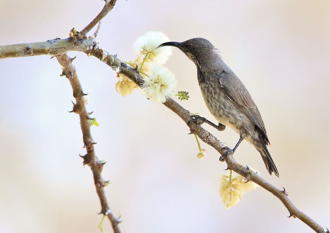 Marico Sunbird Female - Sucking up Sweet A female Marico Sunbird sucks nectar from the blossoms of a Blackthorn bush (Acacia mellifera).  These birds are super quick, agile and precise.  They have a very small, long tongue that pushes out to suck up both water and nectar.  Photographed in the complete wilds of Namibia.  Cinnyris mariquensis,Geotagged,Marico sunbird,Namibia,Winter,agile,avian,beautiful,bird,blossom,fantastic,flower,freedom,gorgeous,magnificent,majestic,plumage,splendor,suck,wild
