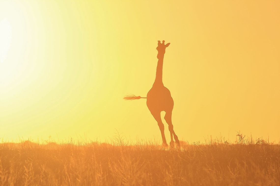 Giraffe Silhouette - Running for Gold A young Giraffe bull runs over a grass field towards the golden light of sunset bliss.  <br />
<br />
Giraffe silhouettes are absolutely entertaining.  The subject will, eventually, do something worth while (like this bull&#039;s tail pointing towards the sun).  Patience is a virtue.   Giraffa camelopardalis,Giraffe,Namibia,animal,beautiful,fantastic,free,freedom,golden,icon,magnificent,majestic,run,silhouette,splendor,sunset,tail,wild,wildlife,wonder