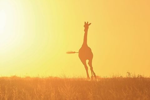 Giraffe Silhouette - Running for Gold A young Giraffe bull runs over a grass field towards the golden light of sunset bliss.  

Giraffe silhouettes are absolutely entertaining.  The subject will, eventually, do something worth while (like this bull's tail pointing towards the sun).  Patience is a virtue.   Giraffa camelopardalis,Giraffe,Namibia,animal,beautiful,fantastic,free,freedom,golden,icon,magnificent,majestic,run,silhouette,splendor,sunset,tail,wild,wildlife,wonder
