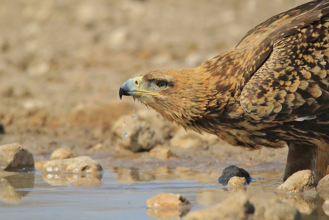 Tawny Eagle - Drink of Life An adult Tawny Eagle takes a drink of water, as photographed in the wilds of Africa. <br />
<br />
Eagles, according to my experience, come during lunch hour, mid day.  Although light is horrible, this is the most common time of day.  Be patient.  And hide.  With extreme eyesight, they will spot you immediately and fly away.  Normally one can see their shadows on the ground as they circle a watering hole before / during their final approach.  Hide and remain motion-less.  As soon as they land, they are still very wary ... keep on hiding.  But when they begin drinking water, slowly, ever so slowly, get into position.   Aquila rapax,Namibia,Tawny Eagle,avian,beak,beautiful,bird,drink,droplet,fantastic,free,gorgeous,icon,magnificent,majestic,quench,splendor,striking,water,wild