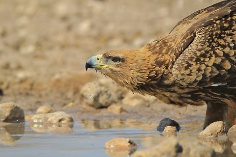 Tawny Eagle - Drink of Life An adult Tawny Eagle takes a drink of water, as photographed in the wilds of Africa. 

Eagles, according to my experience, come during lunch hour, mid day.  Although light is horrible, this is the most common time of day.  Be patient.  And hide.  With extreme eyesight, they will spot you immediately and fly away.  Normally one can see their shadows on the ground as they circle a watering hole before / during their final approach.  Hide and remain motion-less.  As soon as they land, they are still very wary ... keep on hiding.  But when they begin drinking water, slowly, ever so slowly, get into position.   Aquila rapax,Namibia,Tawny Eagle,avian,beak,beautiful,bird,drink,droplet,fantastic,free,gorgeous,icon,magnificent,majestic,quench,splendor,striking,water,wild