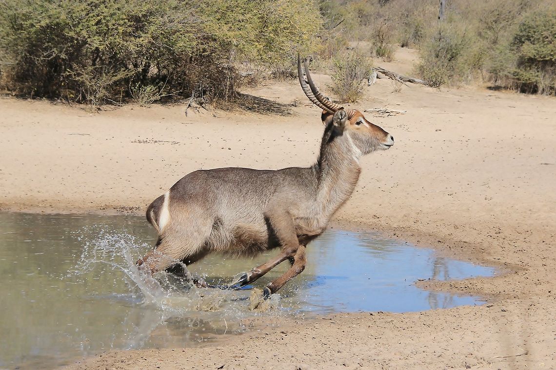 Waterbuck - Running for Life An adult Waterbuck bull runs from a watering hole after detecting danger.  Instinct.  A, no, THE survival mechanism that tells wildlife what to do, when to run, when to hide.  You get the picture.  <br />
<br />
As you can see from the photograph details, this shot was taken at 63 mm focal length, which means I was pretty much on top of this guy.  I was still, but the wind got me.  The most crucial aspect when photographing wildlife, is to check your wind.  If you are facing a watering hole, the wind must blow into your face.  Off-coarse one can not say from which direction the wildlife will enter the arena, but if they approached from down wind, they would have run away in any case, more than likely you would not have even known about it. <br />
<br />
Watch your wind.  First and foremost.  Watch your wind.  And two days before you go out on your photo shoot, on the hour, every hour, record in which way the wind blows.  This should give you a great idea, if normal exists (and it doesn&#039;t) which way the wind will blow.   Fall,Geotagged,Kobus ellipsiprymnus,Namibia,Waterbuck,animal,antelope,beautiful,fantastic,free,freedom,horns,motion,nature,outdoors,power,speed,water,wild,wildlife
