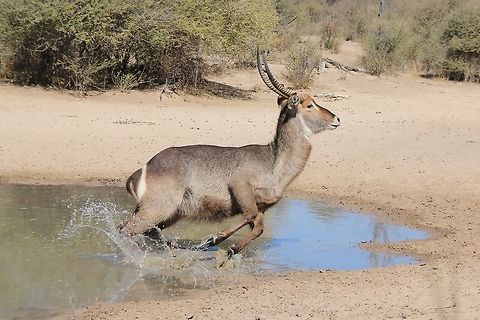 Waterbuck - Running for Life An adult Waterbuck bull runs from a watering hole after detecting danger.  Instinct.  A, no, THE survival mechanism that tells wildlife what to do, when to run, when to hide.  You get the picture.  

As you can see from the photograph details, this shot was taken at 63 mm focal length, which means I was pretty much on top of this guy.  I was still, but the wind got me.  The most crucial aspect when photographing wildlife, is to check your wind.  If you are facing a watering hole, the wind must blow into your face.  Off-coarse one can not say from which direction the wildlife will enter the arena, but if they approached from down wind, they would have run away in any case, more than likely you would not have even known about it. 

Watch your wind.  First and foremost.  Watch your wind.  And two days before you go out on your photo shoot, on the hour, every hour, record in which way the wind blows.  This should give you a great idea, if normal exists (and it doesn't) which way the wind will blow.   Fall,Geotagged,Kobus ellipsiprymnus,Namibia,Waterbuck,animal,antelope,beautiful,fantastic,free,freedom,horns,motion,nature,outdoors,power,speed,water,wild,wildlife