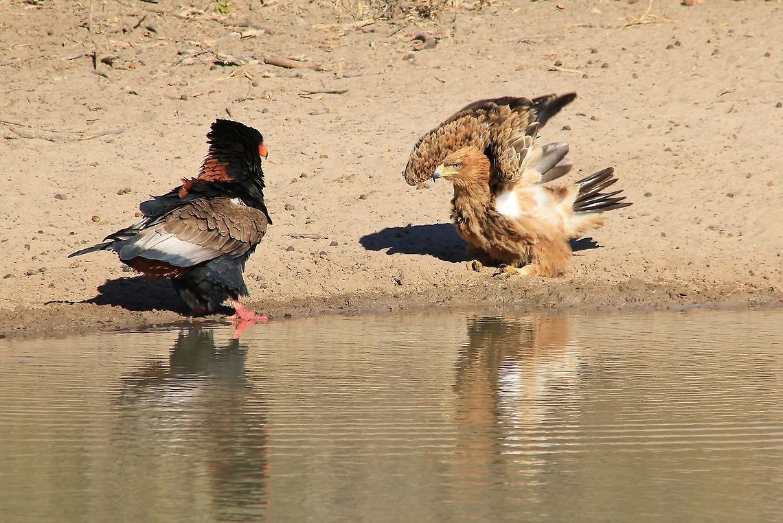 Tawny and Bateleur Eagle - Showdown An extremely rare shot of a Tawny Eagle taking on a Bateleur Eagle at a watering hole.  <br />
<br />
I have mentioned this a few times before, but eagles are absolutely aggressive when it comes to a watering hole.  Here a Tawny could not tolerate the presence of a Bateleur, clearing displaying anger and aggression via flapped wings and puffed feathers.  It was something to see ... Aquila rapax,Fall,Geotagged,Namibia,Tawny Eagle,aggression,angry,avian,beautiful,bird,display,fantastic,fight,free,icon,inspire,magnificent,majestic,plumage,raptor