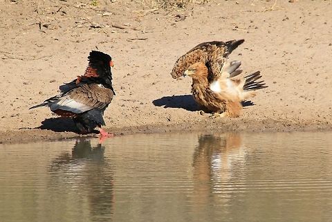 Tawny and Bateleur Eagle - Showdown An extremely rare shot of a Tawny Eagle taking on a Bateleur Eagle at a watering hole.  

I have mentioned this a few times before, but eagles are absolutely aggressive when it comes to a watering hole.  Here a Tawny could not tolerate the presence of a Bateleur, clearing displaying anger and aggression via flapped wings and puffed feathers.  It was something to see ... Aquila rapax,Fall,Geotagged,Namibia,Tawny Eagle,aggression,angry,avian,beautiful,bird,display,fantastic,fight,free,icon,inspire,magnificent,majestic,plumage,raptor