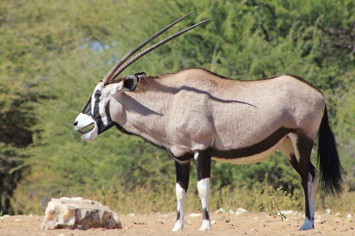 Oryx - Salt makes you Smile An adult Oryx cow in apparent &quot;smile&quot; mode after licking a salt rock / lick.  This behavior is normal as the salt taste is so overpowering, that it makes the wildlife &quot;smile&quot;.  Remember, they do not really know salt in its pure form, not like this, and the contrast to normal tastes are extreme.  <br />
<br />
Salt, Sodium Chloride, does not really have any nutritional value, but it does provide &quot;happiness&quot; to wildlife.   The moral of this photograph is simple.  Happy wildlife makes for interesting photographs.  Besides that, happy wildlife makes for better breeding, calmed behavior ... but unfortunately more protective, more territorial behavior from bulls.   Gemsbok,Namibia,Oryx gazella,beautiful,brown,color,fantastic,fun,gorgeous,grey,happy,horns,humor,magnificent,nature,outdoors,salt,smile,splendor,white
