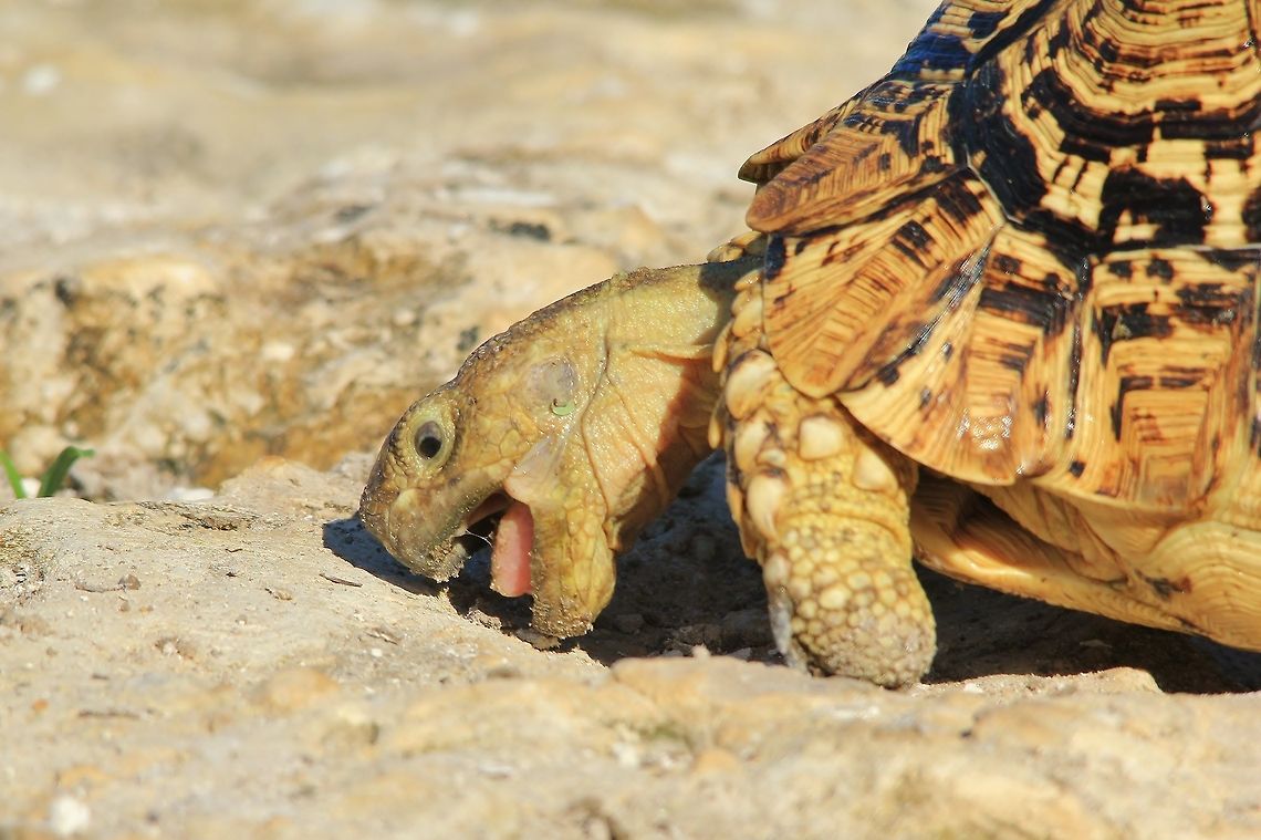 Leopard Tortoise - Chewing up Minerals An adult Leopard Tortoise chews on some calcrete rocks, trying its best to get to some valuable salts and minerals.  <br />
<br />
This is typical behavior, and very funny to observe.  Ultimately all animals in the wild have their "diet" to follow.  When in need, instinct kicks in and nothing will stop them from getting what they need and want.  With a very hard mouth / beak, this guy can actually break off little pieces of salty rock so as to sustain its needs.    Leopard tortoise,Namibia,Stigmochelys pardalis,beautiful,chew,cute,eat,funny,gorgeous,humor,minerals,mouth,nature,need,outdoors,reptile,salt,tongue,tortoise,wild