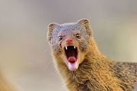 Slender Mongoose - Taking a bite at Life A young Slender Mongoose displays its pearly whites in an attempt to encourage the photographer to feed it.    In areas of extreme "wilderness", or where animals do not really know humans, their interactions can be hilarious.  The same accounts within areas and with wildlife where interactions are common.<br />
<br />
It is never advised to feed wildlife as it creates a dependency and a habit within the species or animal.  In this case, however, the opposite is true.  This mongoose has never seen a human before, I am sure, as I was in the deepest of the deepest wilderness areas.  Still, hilarious consequences come at any moment.  Be prepared, always.  Africa,Galerella sanguinea,Namibia,Slender mongoose,adorable,beautiful,canine,color,coloration,copper,cute,fantastic,free,funny,hilarious,humor,life,mammal,mongoose,nature
