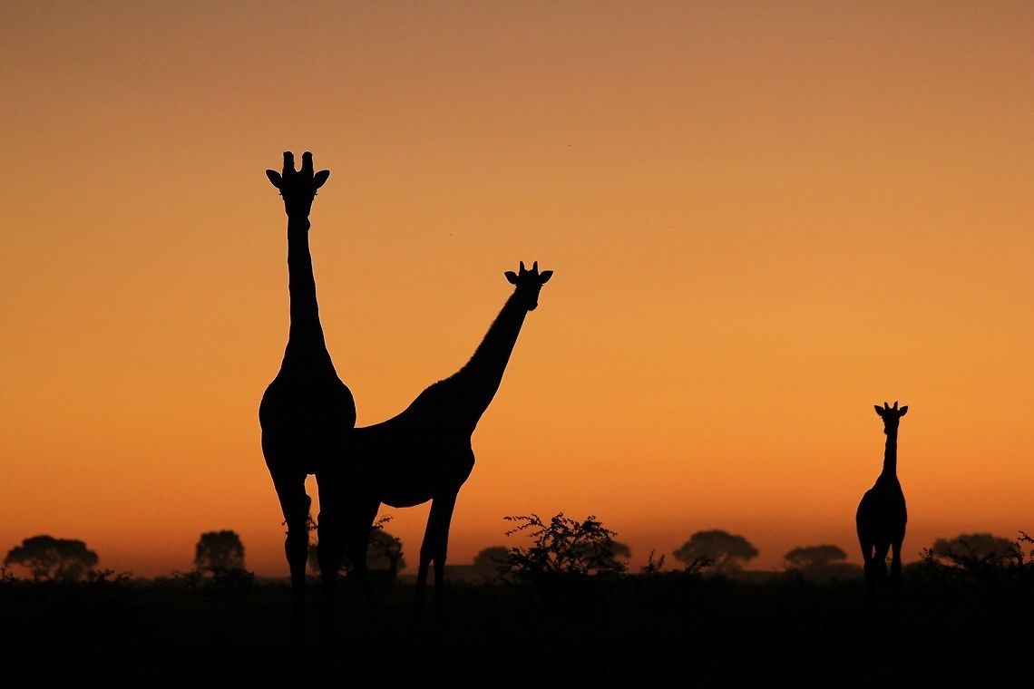 Giraffe Silhouette - Keepers of Symmetry The silhouettes of a Giraffe family, against the fading light of sunset, as photographed in the wilds of Namibia, southwestern Africa.  <br />
<br />
You will note that the &quot;noise&quot; (grainy texture in the light areas) of this image is rather high ( ISO 800).  With faded light, this is the &quot;slowest&quot; photograph that could be taken, but the effect of light absence is noted.<br />
<br />
Non the less, this is my favorite subject of all time ... silhouettes.<br />
<br />
From an animal&#039;s behavioral point of view, they will stand still or even come closer if you are close to the ground (and do no pose a threat height wise or approaching them).  They will come to you, literally.    Giraffa camelopardalis,Giraffe,Namibia,animal,beautiful,contour,contrast,dusk,free,giraffe,gorgeous,life,light,magnificent,majestic,nature,outdoors,shape,silhouette,sunset