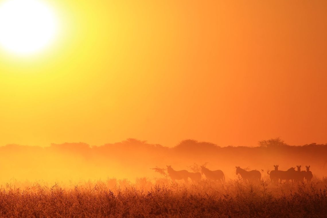 Zebra Sunset - Painting with Light A herd of &quot;Plains&quot; ( Burchell&#039;s Zebra) pose against a sunset sky with dust in the air.  As mentioned a number of times, I deliberately look for dust when it comes to silhouette sunset shots.  It just makes the light seem more &quot;layered&quot; and provides a contrast.<br />
<br />
Photographed in the wilds of Namibia, southwestern Africa.  Equus quagga,Namibia,Plains zebra,animal,background,beautiful,color,colorful,dusk,fantastic,field,glow,golden,icon,inspire,light,magnificent,majestic,mammal,nature