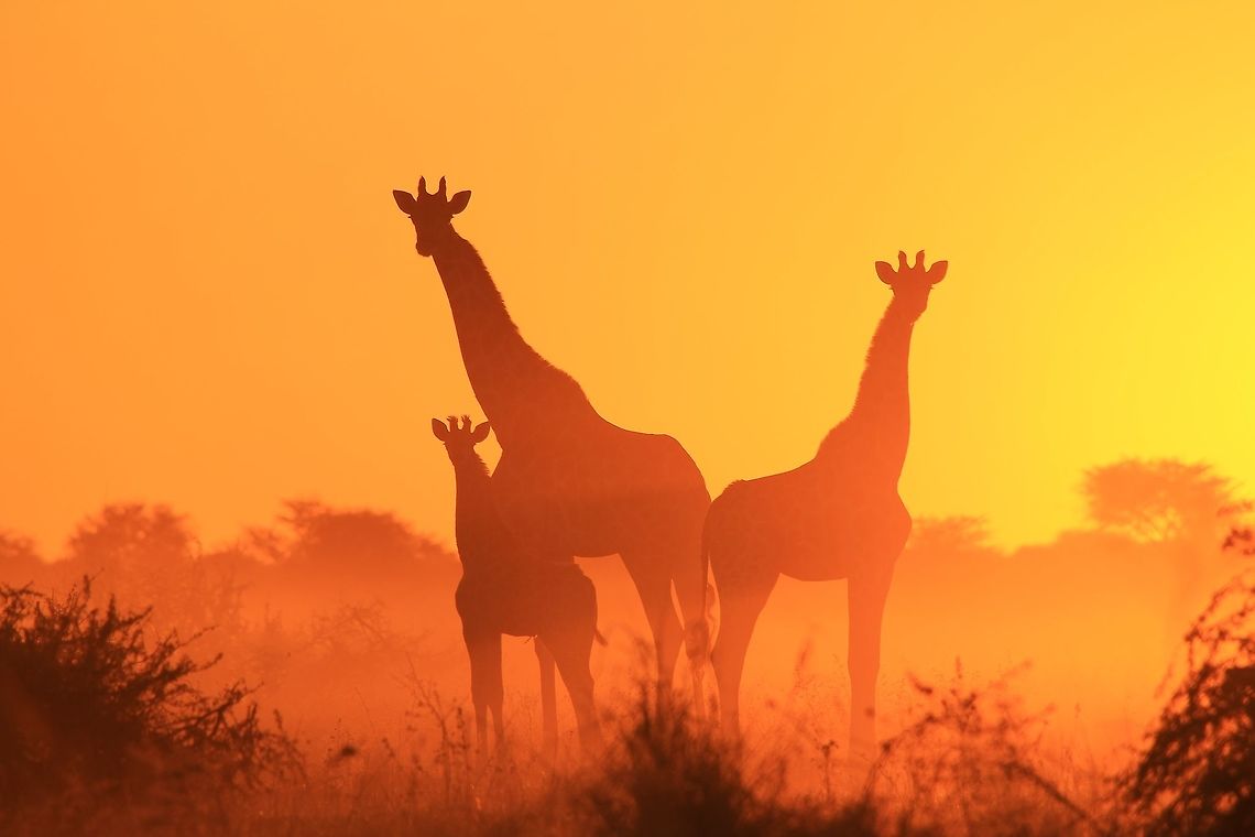 Giraffe Silhouette - Portrait of a Family A Giraffe cow with her teenage heifer and bull calf pose for a family portrait shot against golden sunset light.   Giraffa camelopardalis,Giraffe,Namibia,animal,beautiful,calf,contour,cow,dusk,family,fantastic,heifer,herd,light,magnificent,mammal,nature,outdoors,shape,silhouette