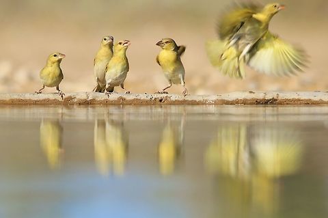 The Stages of Flight A small flock of Southern Masked Weavers visit a watering hole.  These birds are in their non-breeding plumage, and the guys with the red eyes are the males.  As soon as Spring starts, they will change into their full breeding plumage. 

http://www.jungledragon.com/image/28717/southern_masked_weaver_-_its_a_thorny_business.html
A male (with a red eye) with its golden breeding plumage. 

As mentioned in an earlier post, if one can discover an absolute need for these birds (in this case water as during the end of winter in Namibia water is very scarce), all you need to do is sit still for a few minutes ... and they will come to you.  

http://www.jungledragon.com/image/31955/ss_weaver_3_2.html
A female inspects a nest build by a male in breeding plumage.  She doesn't have such extraordinary plumage changes than the male, when it comes to the breeding season. Geotagged,Namibia,Ploceus velatus,Southern masked weaver,Winter,avian,beautiful,birds,blue,color,flight,fly,plumage,red,reflection,water,wild,wings,yellow