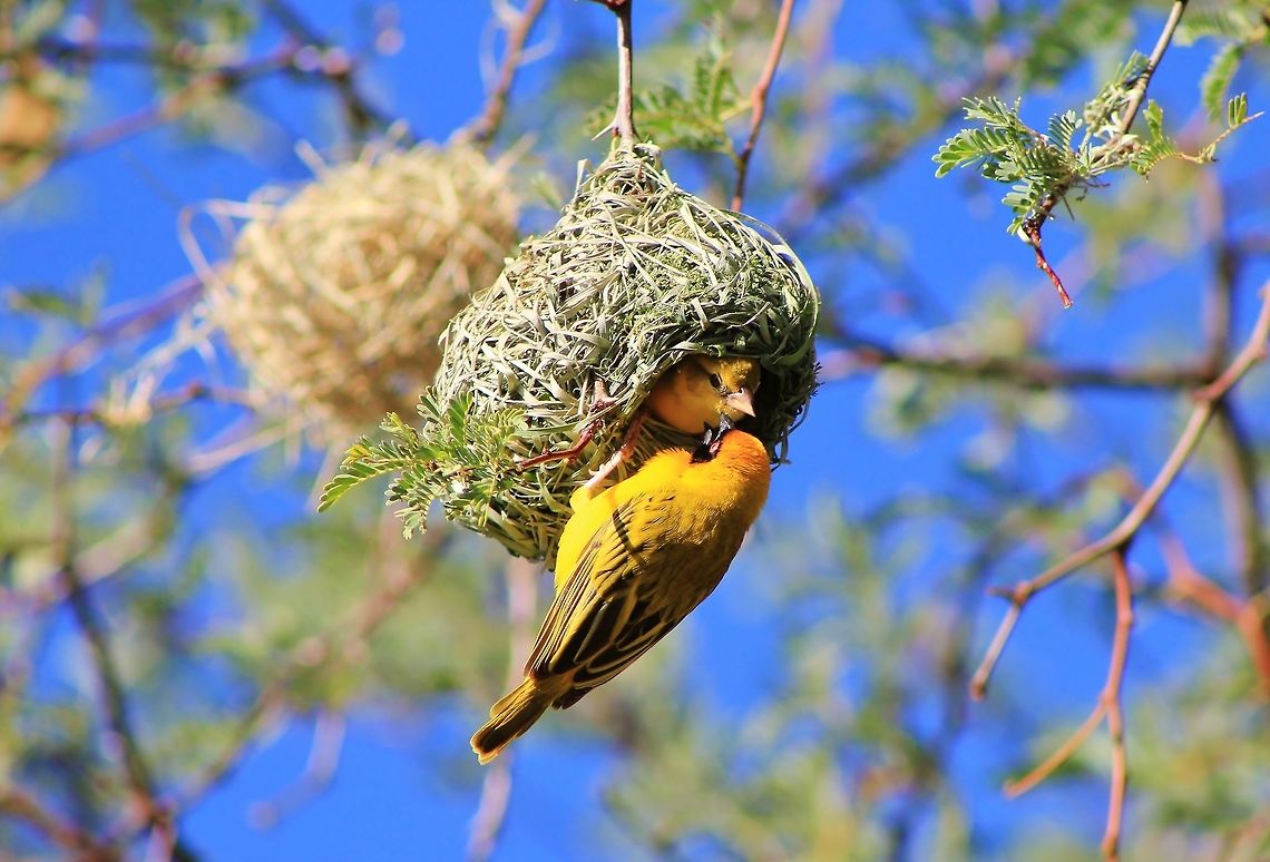 Flirting Feathers - Home Sweet Home A Southern Masked Weaver inspects a nest build by the &quot;proposing&quot; male hanging on the outside.  Should she not accept the nest quality and size, she will simply move on to the next nest.  On average, one can easily find around 50 nests in a single tree.  Should she decline, the male will feel so bad that he will half-way destroy his own nest and start over again.  Humor in Nature.  Ploceus velatus,Southern masked weaver,beautiful,bird,breeding plumage,color,colorful,fantastic,feathers,gold,green,nest,plumage,yellow