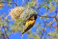 Flirting Feathers - Home Sweet Home A Southern Masked Weaver inspects a nest build by the "proposing" male hanging on the outside.  Should she not accept the nest quality and size, she will simply move on to the next nest.  On average, one can easily find around 50 nests in a single tree.  Should she decline, the male will feel so bad that he will half-way destroy his own nest and start over again.  Humor in Nature.  Ploceus velatus,Southern masked weaver,beautiful,bird,breeding plumage,color,colorful,fantastic,feathers,gold,green,nest,plumage,yellow