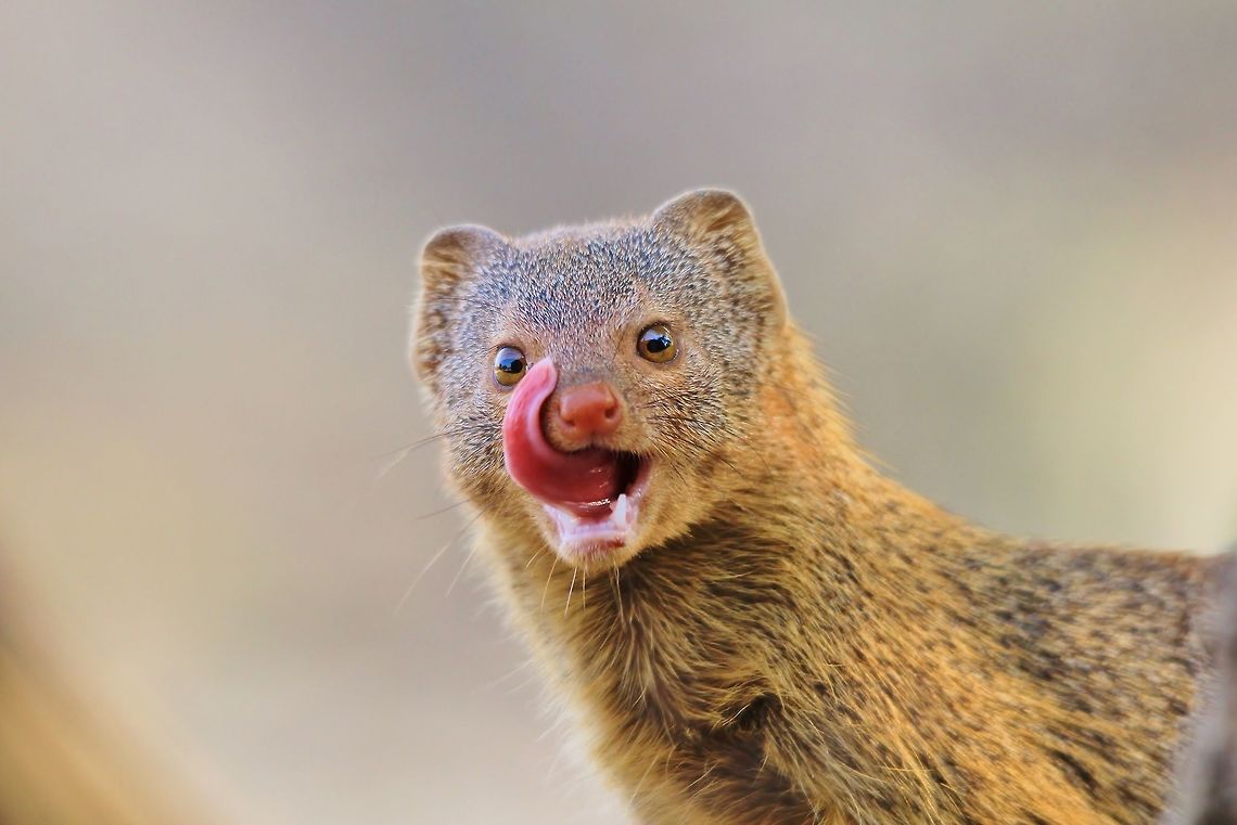 Taste of Life - Natural Humor A Slender Mongoose licks its mouth after displaying its teeth to the photographer (submitted in an earlier post).  This specific subject was quite the poser and waited around for a good while, posing in all positions.  <br />
<br />
<figure class="photo"><a href="https://www.jungledragon.com/image/31930/slender_mongoose_-_taking_a_bite_at_life.html" title="Slender Mongoose - Taking a bite at Life"><img src="https://s3.amazonaws.com/media.jungledragon.com/images/2011/31930_thumb.JPG?AWSAccessKeyId=05GMT0V3GWVNE7GGM1R2&Expires=1759968010&Signature=LD9NFKFwvSJrS2bc1wVgKc47j2g%3D" width="200" height="134" alt="Slender Mongoose - Taking a bite at Life A young Slender Mongoose displays its pearly whites in an attempt to encourage the photographer to feed it.    In areas of extreme &quot;wilderness&quot;, or where animals do not really know humans, their interactions can be hilarious.  The same accounts within areas and with wildlife where interactions are common.<br />
<br />
It is never advised to feed wildlife as it creates a dependency and a habit within the species or animal.  In this case, however, the opposite is true.  This mongoose has never seen a human before, I am sure, as I was in the deepest of the deepest wilderness areas.  Still, hilarious consequences come at any moment.  Be prepared, always.  Africa,Galerella sanguinea,Namibia,Slender mongoose,adorable,beautiful,canine,color,coloration,copper,cute,fantastic,free,funny,hilarious,humor,life,mammal,mongoose,nature" /></a></figure><br />
The same Mongoose, just prior to licking its lips.   Galerella sanguinea,Geotagged,Namibia,Slender mongoose,Winter,adorable,animal,beautiful,cute,funny,hilarious,humor,lick,mammal,scavenger,tongue,wild,wildlife