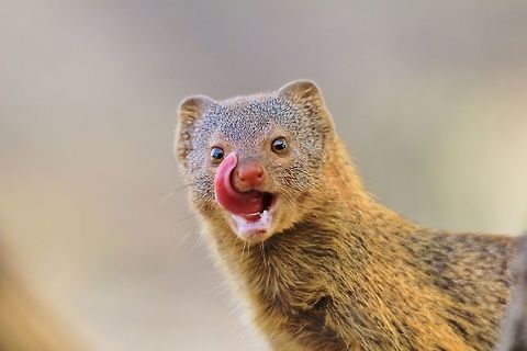 Taste of Life - Natural Humor A Slender Mongoose licks its mouth after displaying its teeth to the photographer (submitted in an earlier post).  This specific subject was quite the poser and waited around for a good while, posing in all positions.  

http://www.jungledragon.com/image/31930/slender_mongoose_-_taking_a_bite_at_life.html
The same Mongoose, just prior to licking its lips.   Galerella sanguinea,Geotagged,Namibia,Slender mongoose,Winter,adorable,animal,beautiful,cute,funny,hilarious,humor,lick,mammal,scavenger,tongue,wild,wildlife